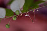 Muscarene Island leaf-flower